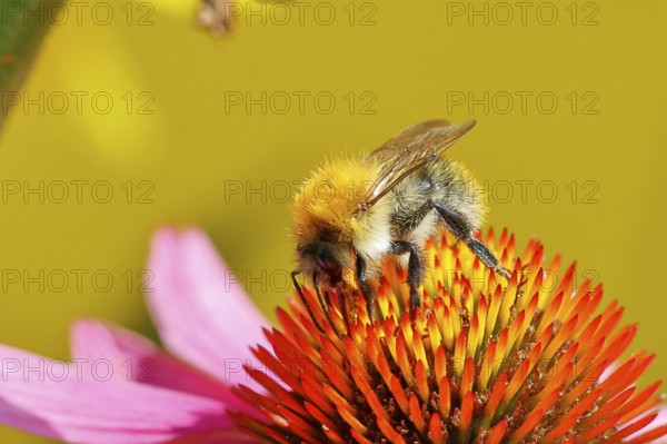 Field bumblebee (Bombus pascuorum), collecting nectar on a purple coneflower (Echinacea purpurea),