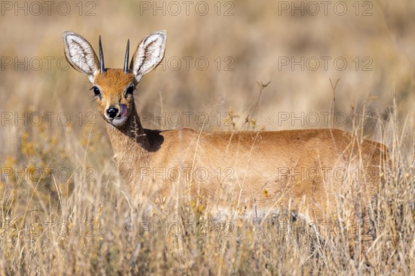 Steenbok (Raphicerus campestris), adult male, standing in dry grass, sticking out tongue, funny, in