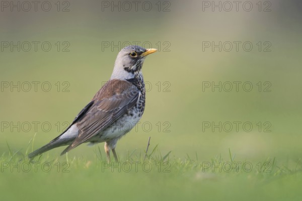 Juniper thrush (Turdus pilaris) in spring, breeding plumage, stands, sits on the ground in the