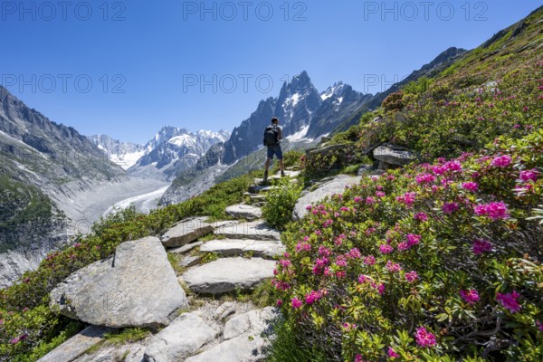 Picturesque mountain landscape with blooming alpine roses, imposing mountain peaks and glaciers,