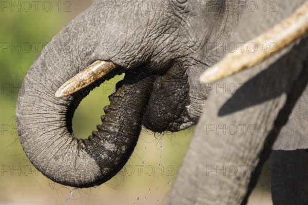 Close-up of an African elephant (Loxodonta africana) drinking with its trunk inside its mouth,