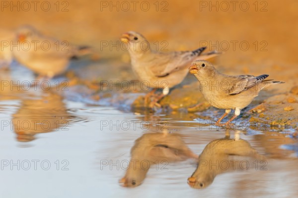 Wüstengimpel, Trumpeter Finch, Rhodopechys githaginea, Roselin githagine, Bouvreuil githagine,