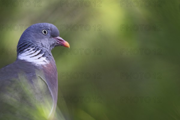 Common Wood Pigeon (Columba palumbus), Mallorca, Spain