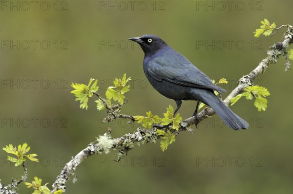 Brewer's Blackbird (Euphagus cyanocephalus), British Columbia, Canada