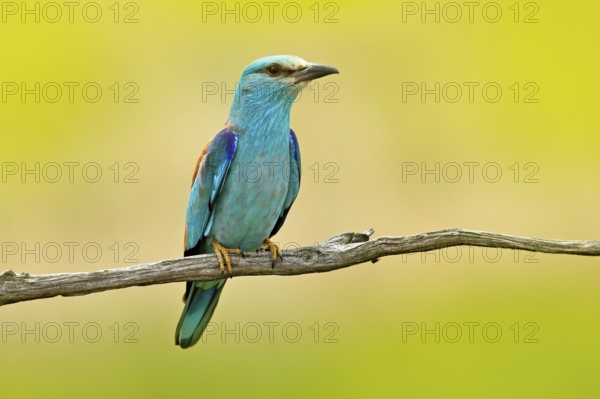 European Roller sitting on the branch, blurred yellow background. Wildlife scene from Europe nature