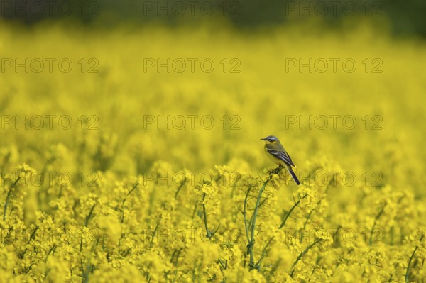 Western Yellow Wagtail (Motacilla flava) male perched in flowering rape field, Baden-Wuerttemberg,