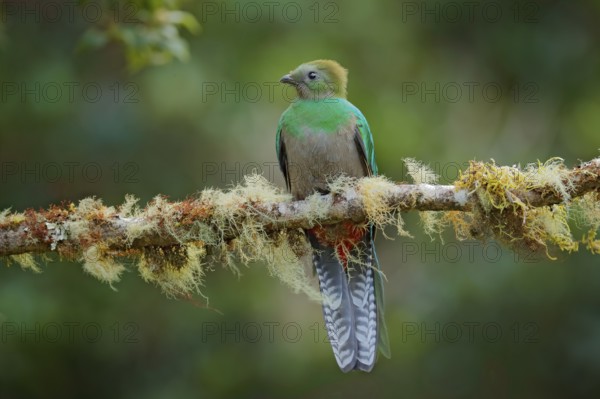 Resplendent Quetzal, Savegre in Costa Rica with green forest in background. Magnificent sacred