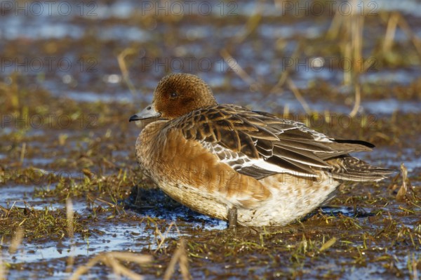 Eurasian Wigeon (Mareca penelope) female, Netherlands