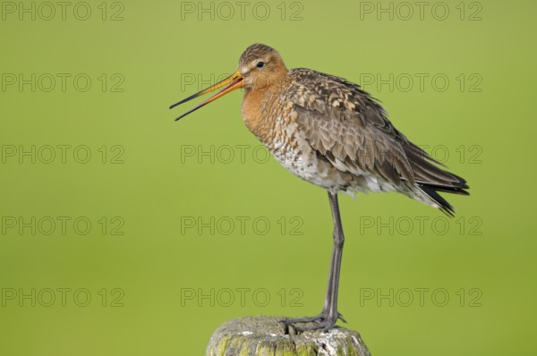 Uferschnepfe (Limosa limosa), Black-tailed Godwit, rufender Altvogel auf Sitzwarte, Mai, Nijkerk,