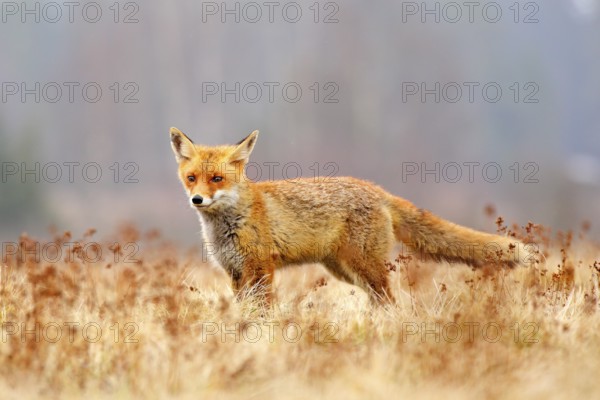 Red Fox hunting, Vulpes vulpes, wildlife scene from Europe. Orange fur coat animal in the nature