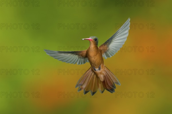 Cinnamon Hummingbird Amazilia rutila rutila Puerto Vallarta, Jalisco, Mexico 14 June Adult in