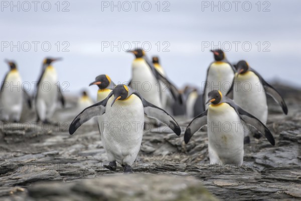 King Penguin (Aptenodytes patagonicus) group, South Georgia