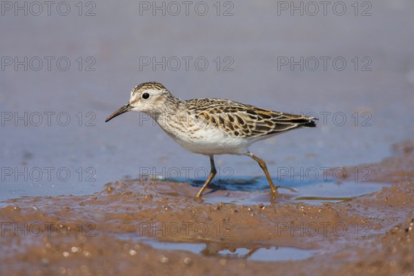 Least Sandpiper Calidris minutilla Beaver Bay, Minnesota, United States 15 September Adult