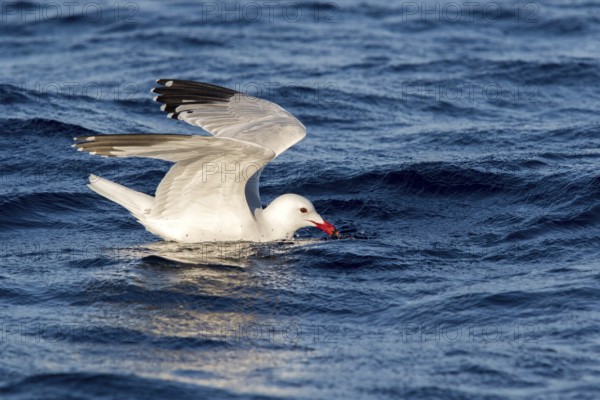 Audouin's Gull (Ichthyaetus audouinii), Ibiza, Spain