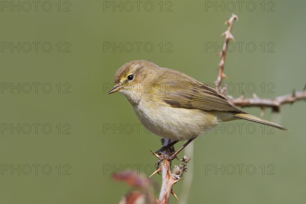 Common Chiffchaff - Zilpzalp - Phylloscopus collybita ssp. collybita, Germany
