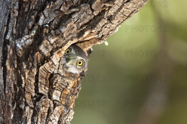 Northern Pygmy-Owl Glaucidium gnoma Huachuca Mountains, Cochise County, Arizona, United States 4