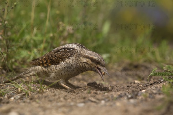 Eurasian Wryneck (Jynx torquilla) foraging, Saxony, Germany
