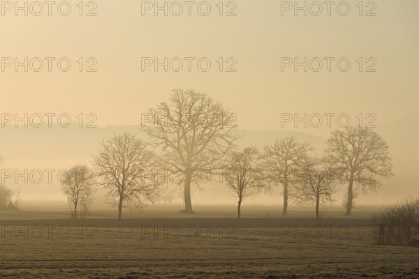 Meadows and trees in the early morning mist in the light of the rising sun, Reusstal, Aristau,