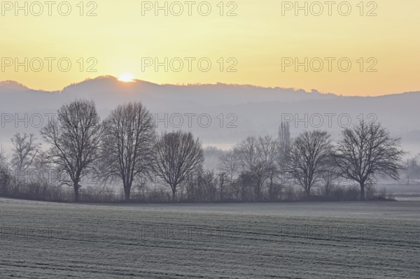 Meadows and trees in the early morning mist in the light of the rising sun, Reusstal, Aristau,