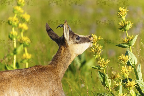 Chamois standing in a green meadow and smelling yellow flowers. Peaceful nature scene with bright