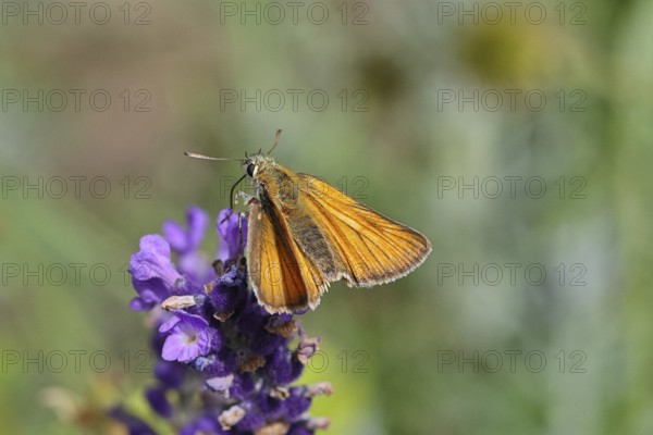 Large skipper (Ochlodes venatus), collecting nectar from a flower of Common lavender (Lavandula