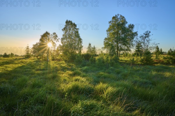 Sunlight breaks through a grove of trees and illuminates a wide, grassy landscape in the early