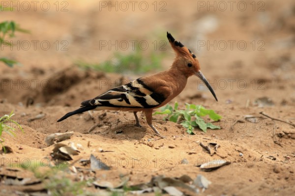 African hoopoe (Upupa africana), adult, alert, on the ground, foraging, Kruger, Kruger National