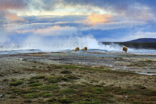 Free-range sheep grazing, sulphur vapour, evening sky, Hveravellir geothermal area, Icelandic