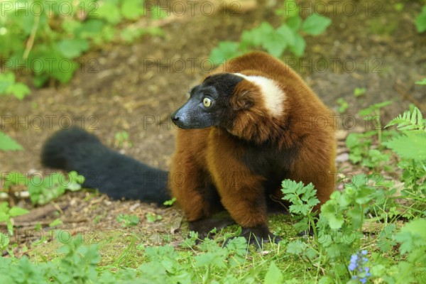 Red ruffed lemur (Varecia rubra), sitting in the forest and casting a sideways glance, France