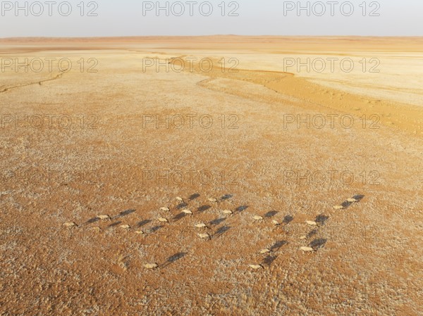 Gemsbok (Oryx gazella). Roaming an arid plain at the edge of the Namib Desert. Aerial view. Drone