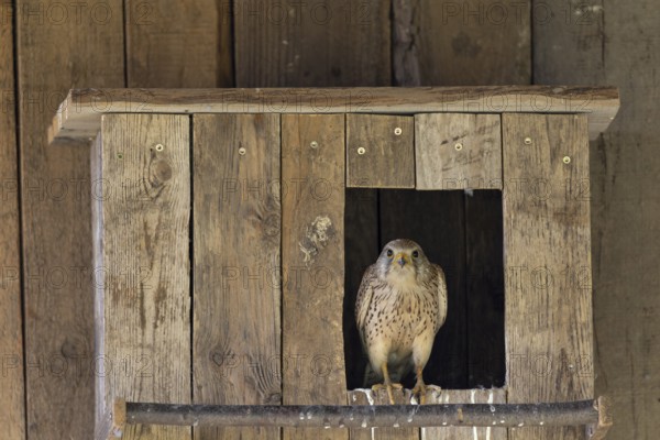 Kestrel (Falco tinnunculus) female sitting at the entrance to the incubator, village in