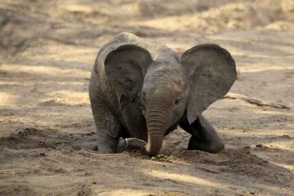 African elephant (Loxodonta africana), young animal, digging, drinking, searching for water, dried