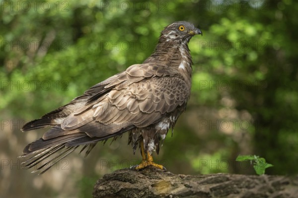 European Honey Buzzard (Pernis apivorus), Subotica, Serbia