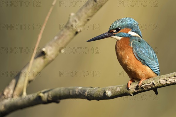 In the fork of a branch... Kingfisher (Alcedo atthis) in the most beautiful light on a natural