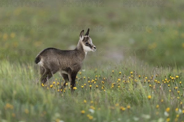 Chamois (Rupicapra rupicapra), young chamois, young fawn, sweet chamois fawn stands in early summer