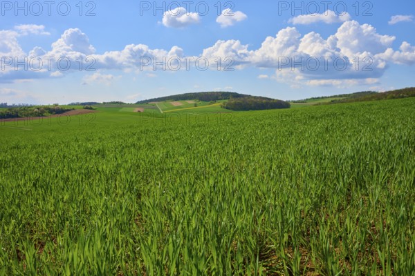 Green grain field under a blue sky with white clouds, surrounded by hills and nature, Karsbach,