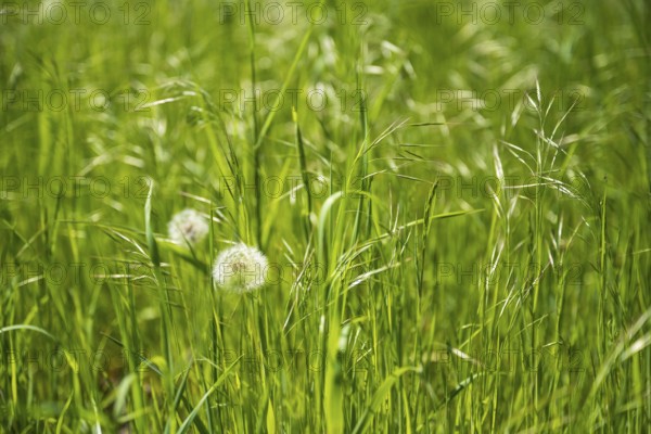 Meadow with faded dandelion (Taraxacum), dandelion, North Rhine-Westphalia, Germany