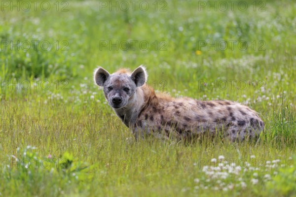 An adult male spotted hyena (Crocuta crocuta) lying in a green meadow, observing something.