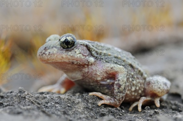 Midwife Toad (Alytes obstetricans) adult sitting on stone, North Rhine-Westphalia, Germany