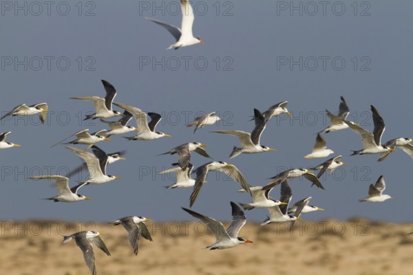 Greater Crested Tern (Thalasseus bergii) flying, Oman