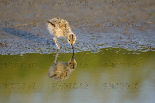 Saebelschnaebler (Recurvirostra avosetta), Avocet, Jungvogel bei der Nahrungssuche, mit Spiegelung,