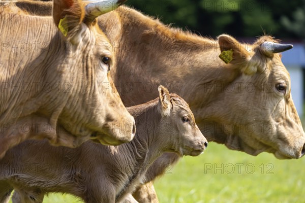 Cows on a pasture, landscape near Oerrot in the north-east of Baden-Württemberg. Oberrot,