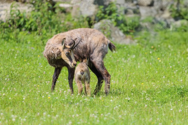 An adult female chamois (Rupicapra rupicapra) suckles her young on a sunny day in a green meadow..