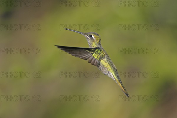 Rivoli's Hummingbird Eugenes fulgens Chiricahua Mountains, Cochise County, ARIZONA, United States