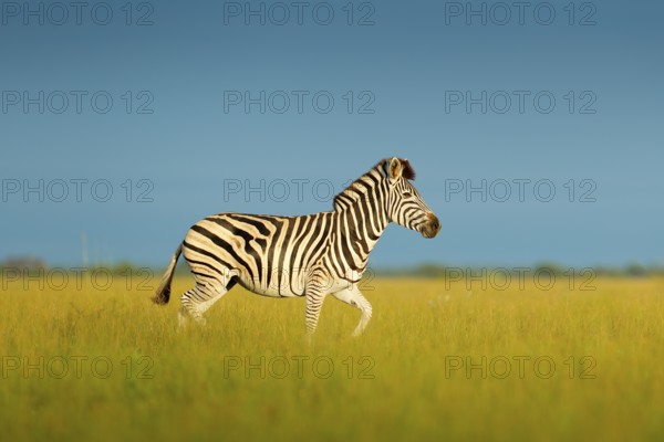 Zebra with blue sky. Burchell's zebra, Equus quagga burchellii, Nxai Pan National Park, Botswana,