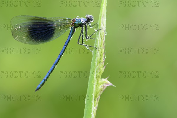 Banded Demoiselle (Calopteryx splendens), male covered with dew drops on blade of grass, Lower