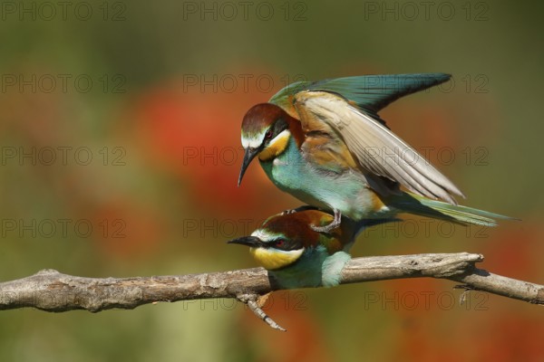European Bee-eater (Merops apiaster) pair mating, Piedmont, Italy