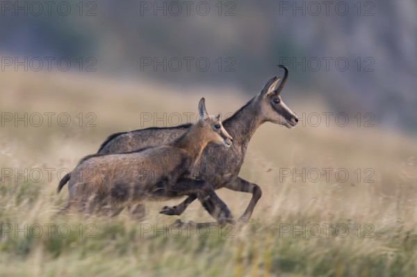 Chamois (Rupicapra rupicapra) mother with her youngster on a meadow in the Vosges Mountains,