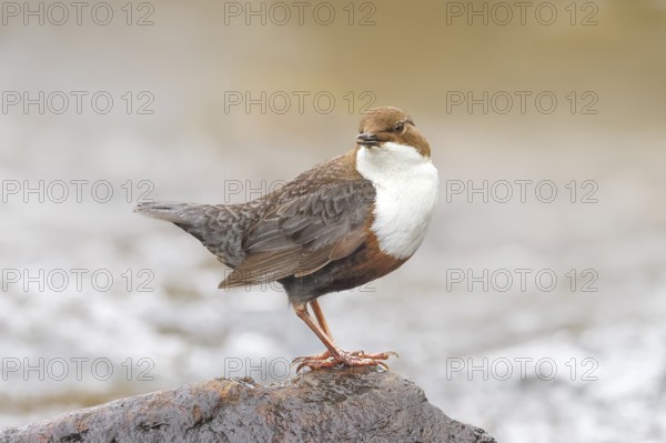 White-throated Dipper (Cinclus cinclus) on a mossy stone on the bank of a river, with caddis fly