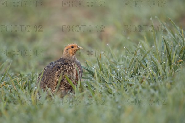 Grey Partridge (Perdix perdix) perched in field, North Rhine-Westphalia, Germany
